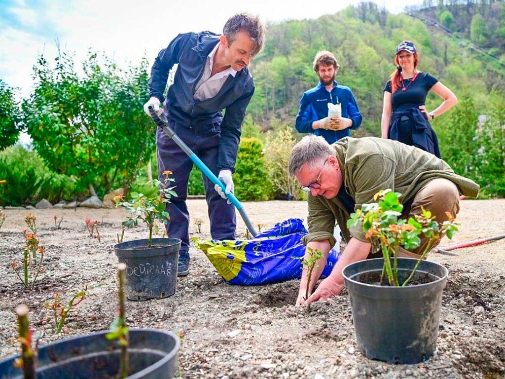 Новый сорт розы «Курорт «Роза Хутор»» представлен в Сочи