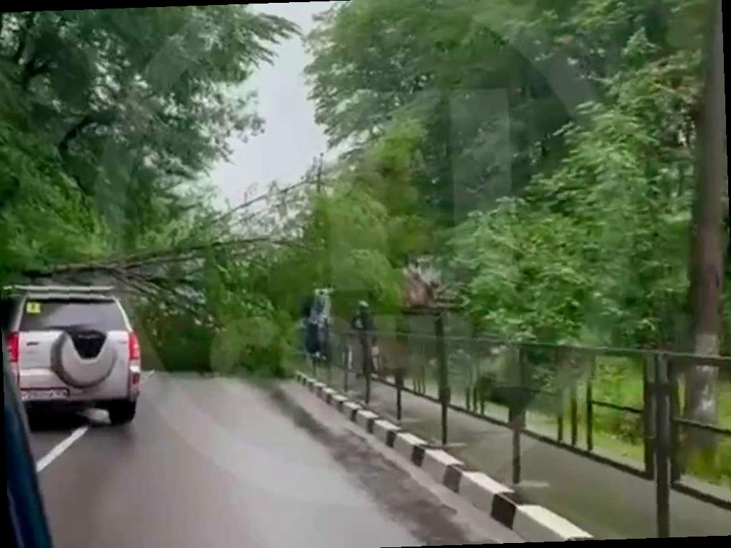 В Сочи упало дерево на трассе, село осталось без электричества
