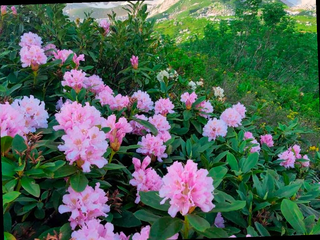 В горах Сочи в полном расцвете прекрасная, но опасная «альпийская роза»