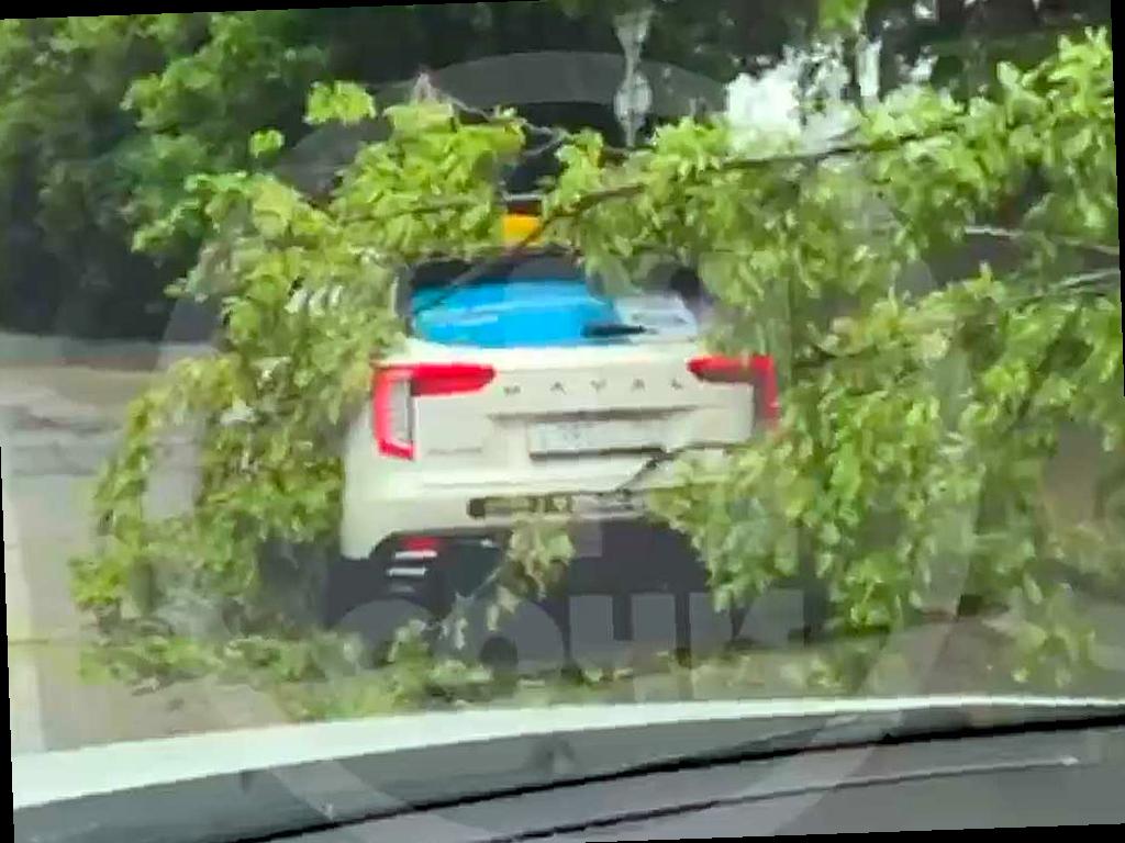 В Сочи дерево упало на автомобиль после ливня