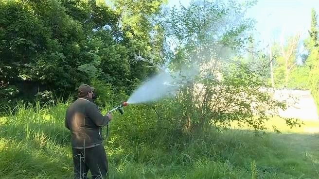 Борьба с вредителями деревьев в Сочи продолжается