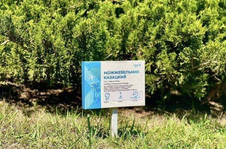 Новый тропический сад с 325 тысячами растений открыт в аэропорту Сочи