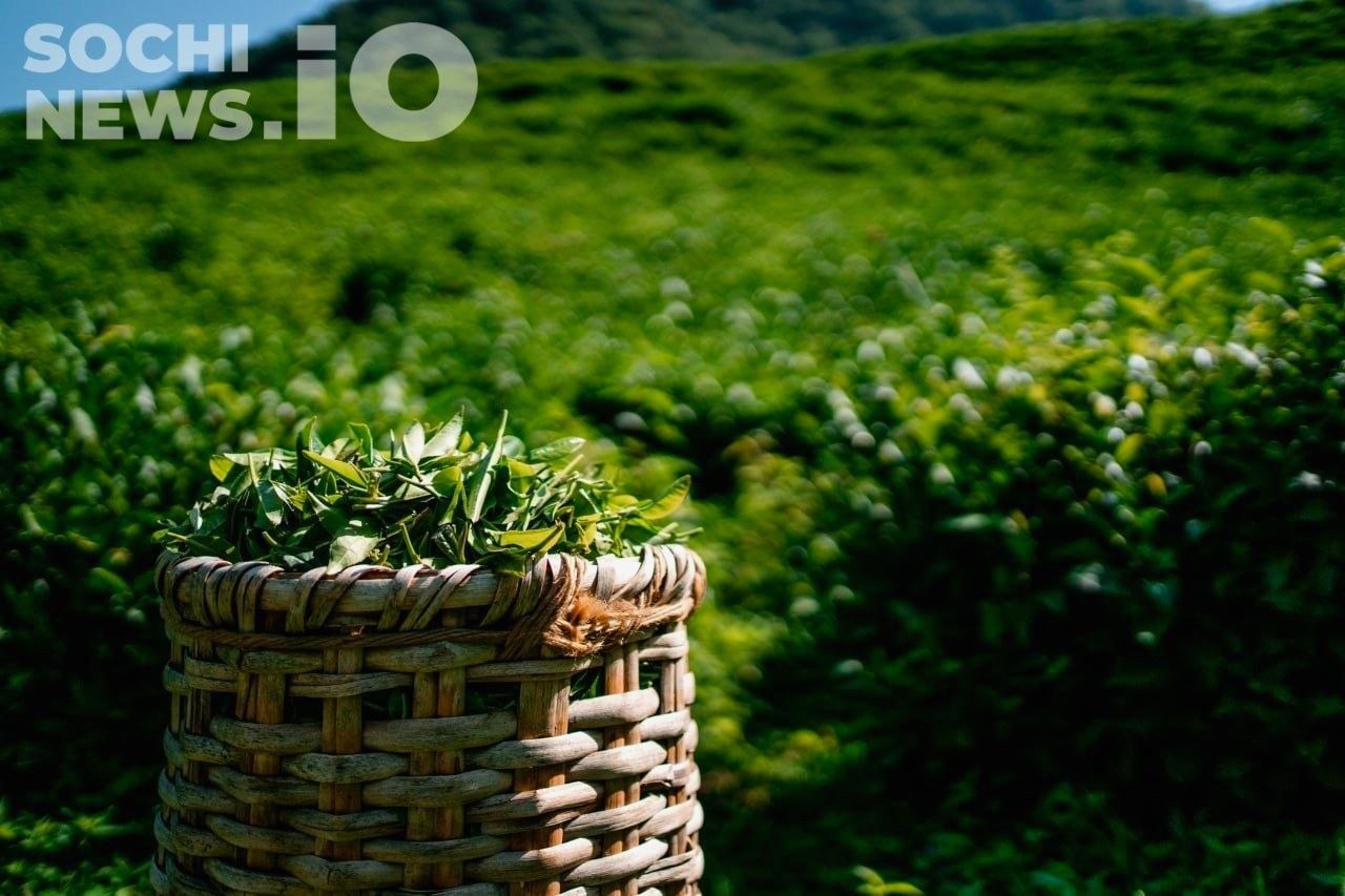 Рост производства чая в Краснодарском крае, снижение продаж в России