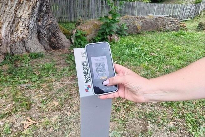 В Сочи 900-летнему иберийскому дубу присвоили QR-код для сохранения истории