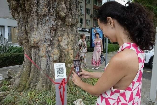 В Сочи в муниципальный реестр внесли три столетних дерева с QR-кодами