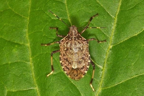 Подготовка к борьбе с коричнево-мраморным клопом в Сочи